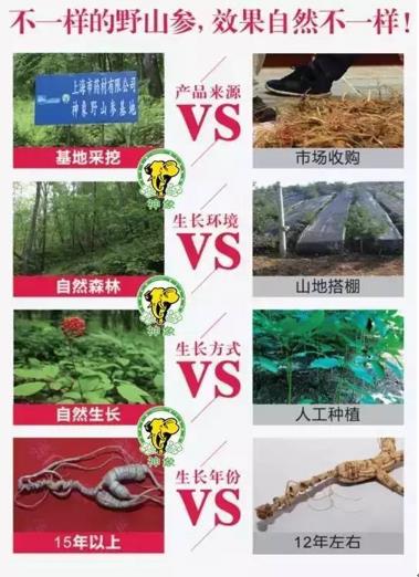 新鲜野山参怎么吃