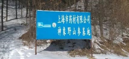 更换的是品名，不变的是品质---神象野山参粉